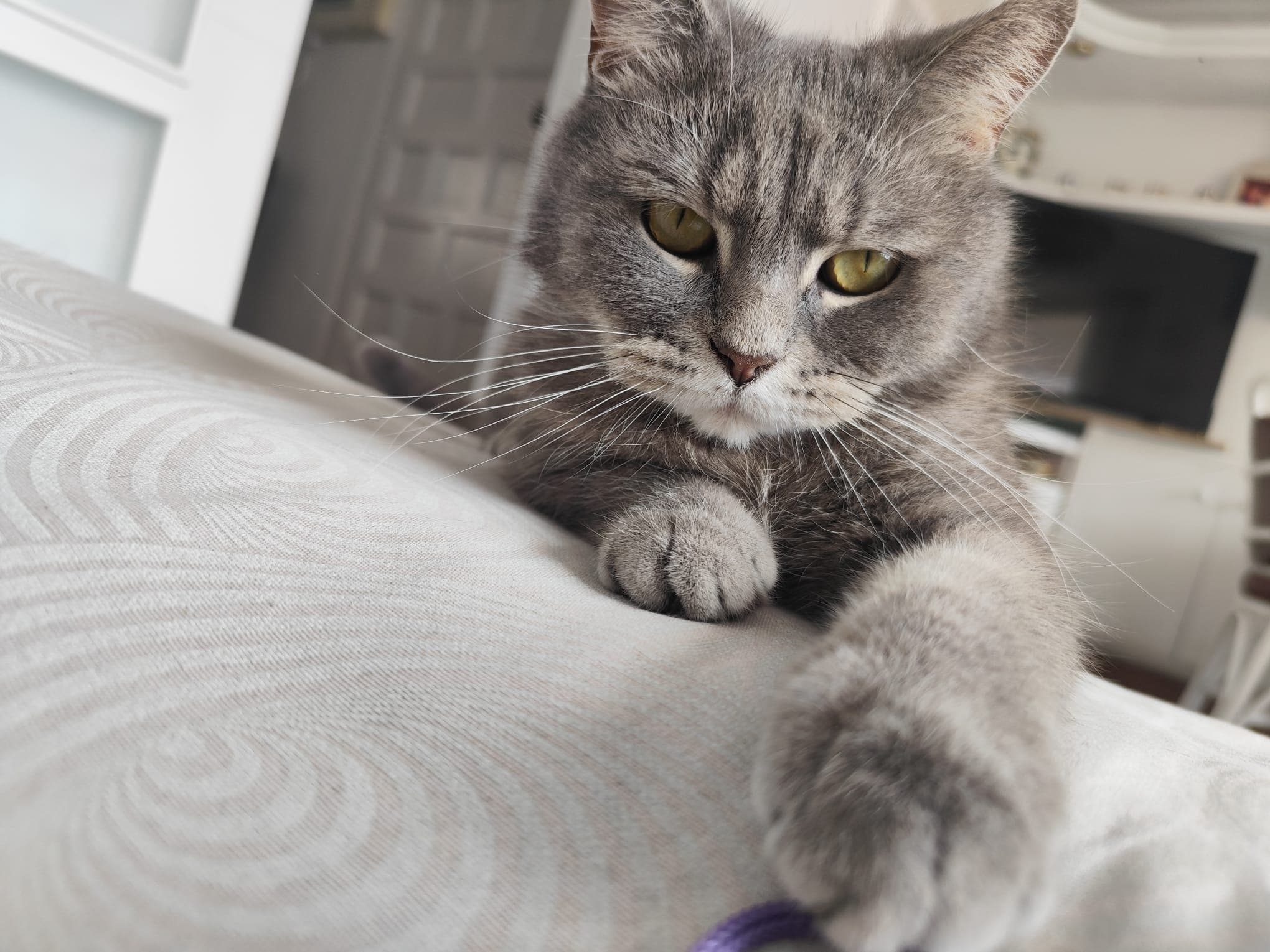 Para Gatos